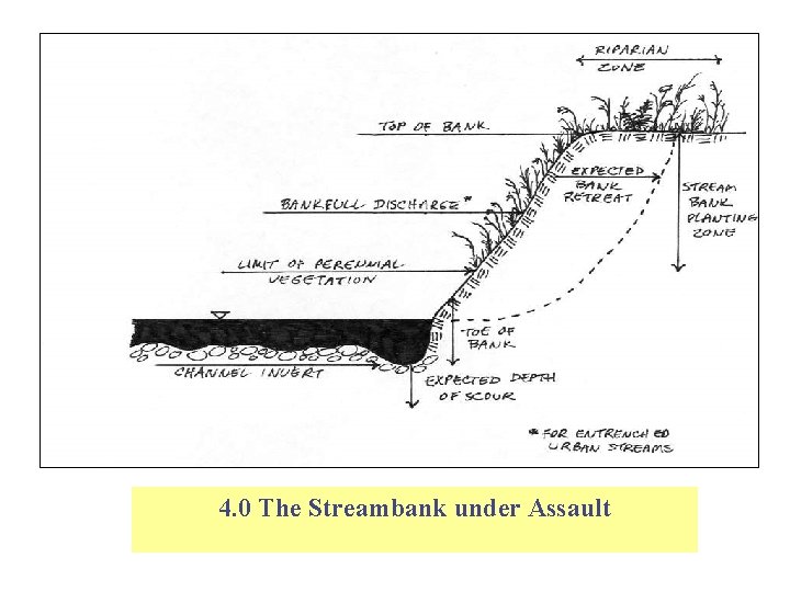 4. 0 The Streambank under Assault 