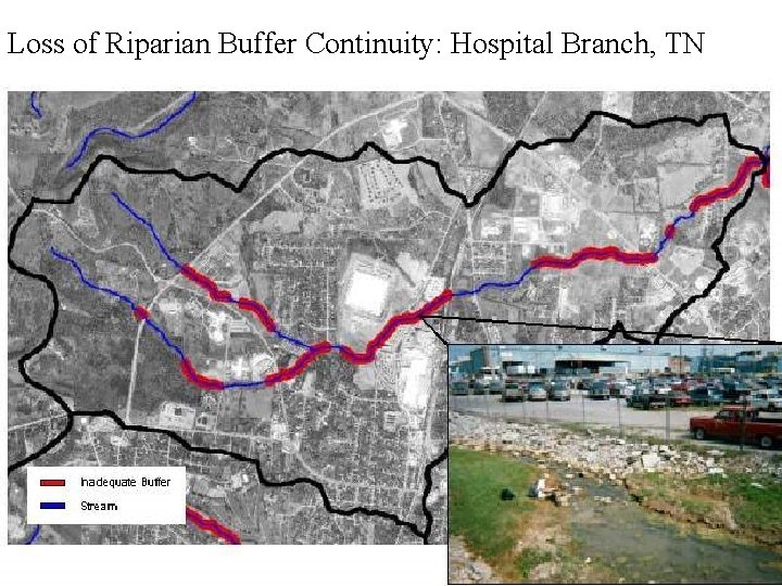 Loss of Riparian Buffer Continuity: Hospital Branch, TN 