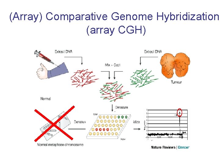 (Array) Comparative Genome Hybridization (array CGH) 