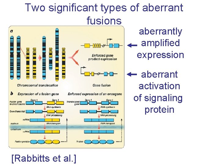 Two significant types of aberrant fusions aberrantly amplified expression aberrant activation of signaling protein