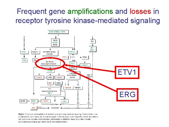 Frequent gene amplifications and losses in receptor tyrosine kinase-mediated signaling ETV 1 ERG 