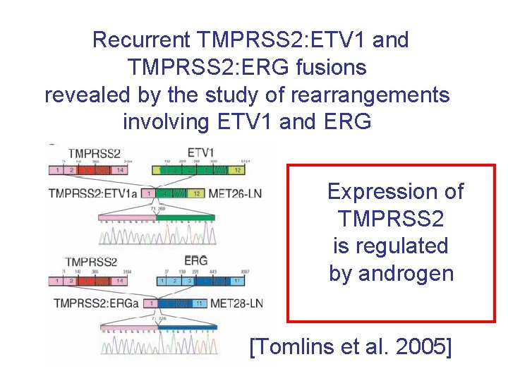 Recurrent TMPRSS 2: ETV 1 and TMPRSS 2: ERG fusions revealed by the study