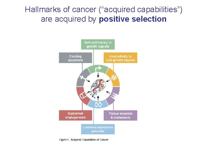 Hallmarks of cancer (“acquired capabilities”) are acquired by positive selection 