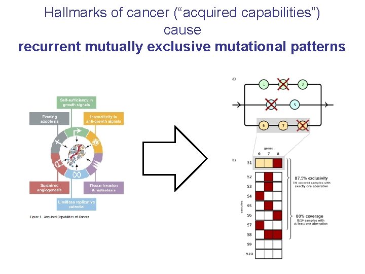 Hallmarks of cancer (“acquired capabilities”) cause recurrent mutually exclusive mutational patterns 