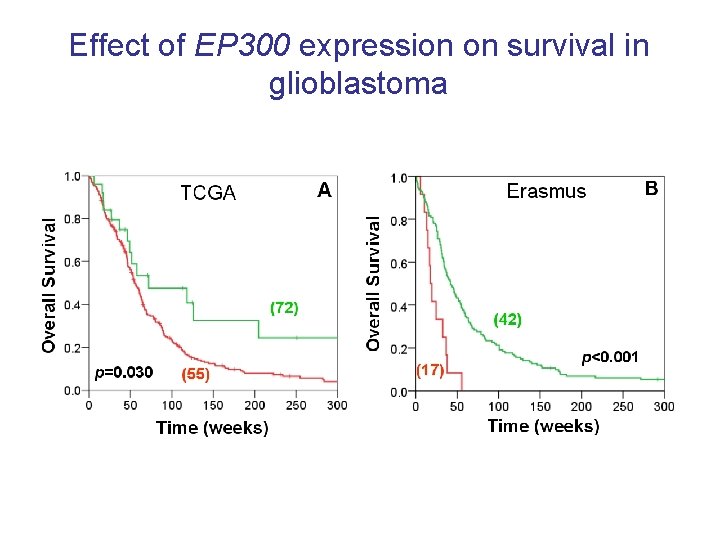 Effect of EP 300 expression on survival in glioblastoma 