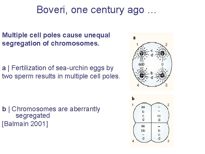 Boveri, one century ago … Multiple cell poles cause unequal segregation of chromosomes. a