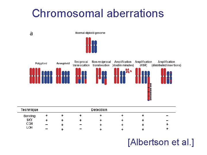 Chromosomal aberrations [Albertson et al. ] 