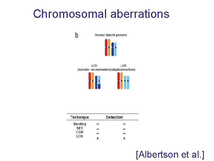 Chromosomal aberrations [Albertson et al. ] 
