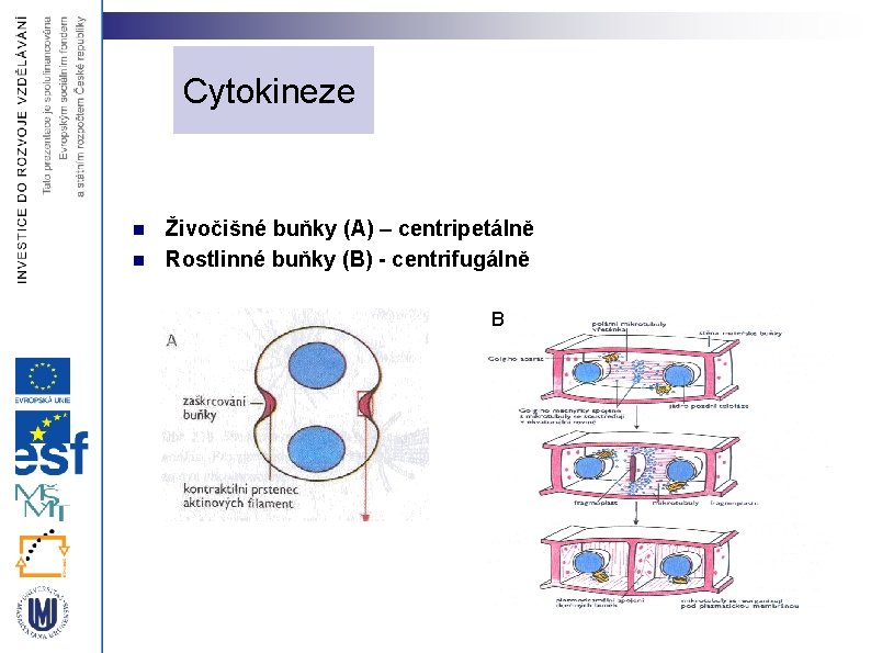 Cytokineze n n Živočišné buňky (A) – centripetálně Rostlinné buňky (B) - centrifugálně B