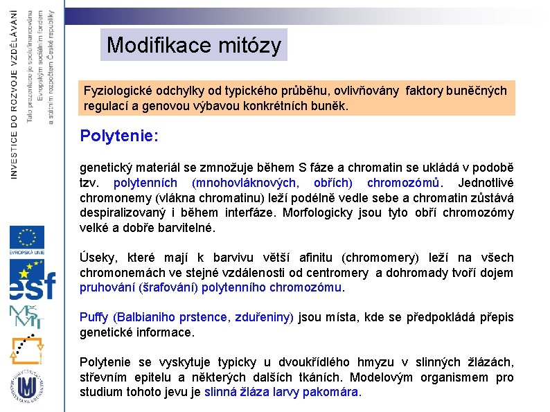 Modifikace mitózy Fyziologické odchylky od typického průběhu, ovlivňovány faktory buněčných regulací a genovou výbavou