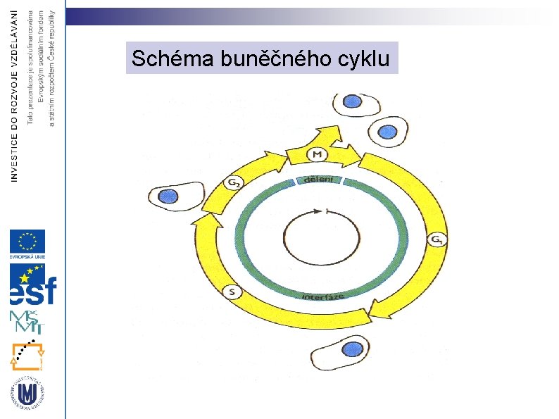 Schéma buněčného cyklu 