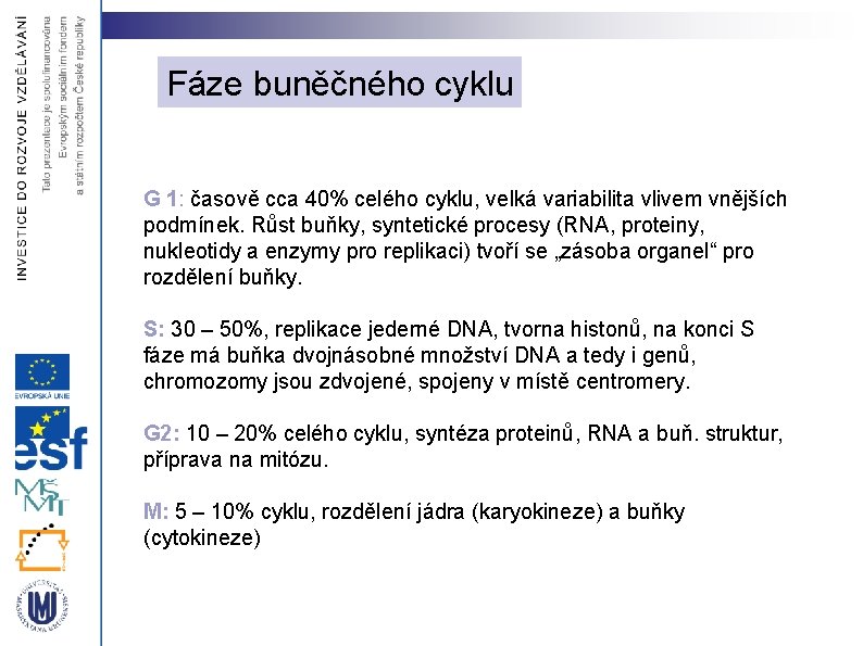 Fáze buněčného cyklu G 1: časově cca 40% celého cyklu, velká variabilita vlivem vnějších