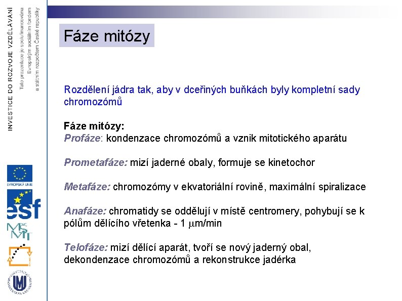 Fáze mitózy Rozdělení jádra tak, aby v dceřiných buňkách byly kompletní sady chromozómů Fáze