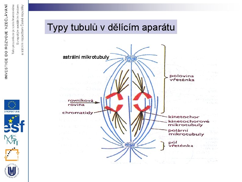 Typy tubulů v dělícím aparátu astrální mikrotubuly 