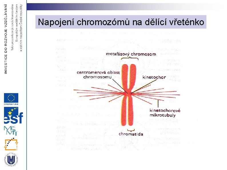 Napojení chromozómů na dělící vřeténko 