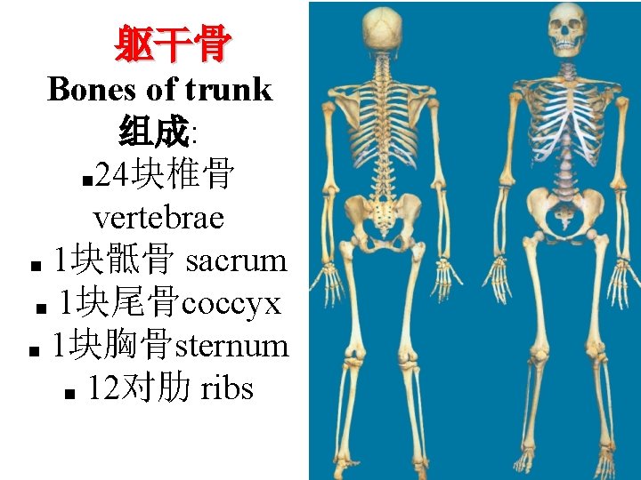 躯干骨 Bones of trunk 组成: ■ 24块椎骨 vertebrae ■ 1块骶骨 sacrum ■ 1块尾骨coccyx ■ 躯干骨 Bones of trunk 组成: ■ 24块椎骨 vertebrae ■ 1块骶骨 sacrum ■ 1块尾骨coccyx ■