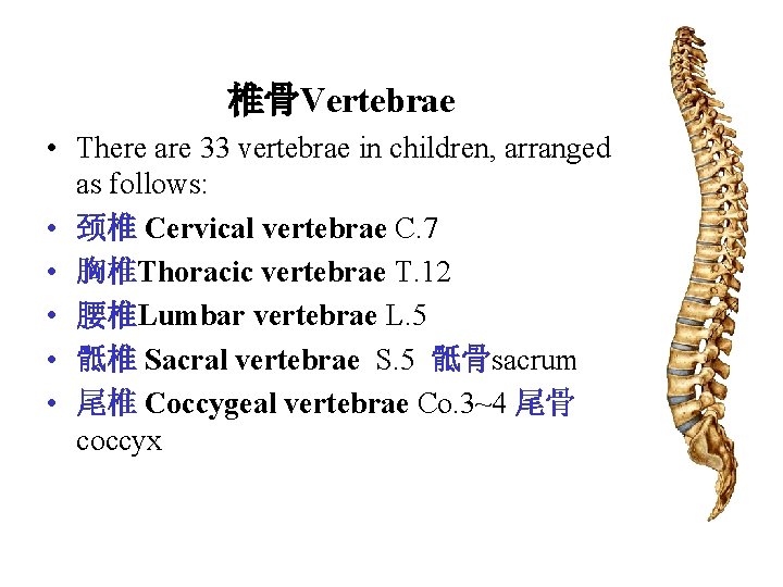 椎骨Vertebrae • There are 33 vertebrae in children, arranged as follows: • 颈椎 Cervical 椎骨Vertebrae • There are 33 vertebrae in children, arranged as follows: • 颈椎 Cervical