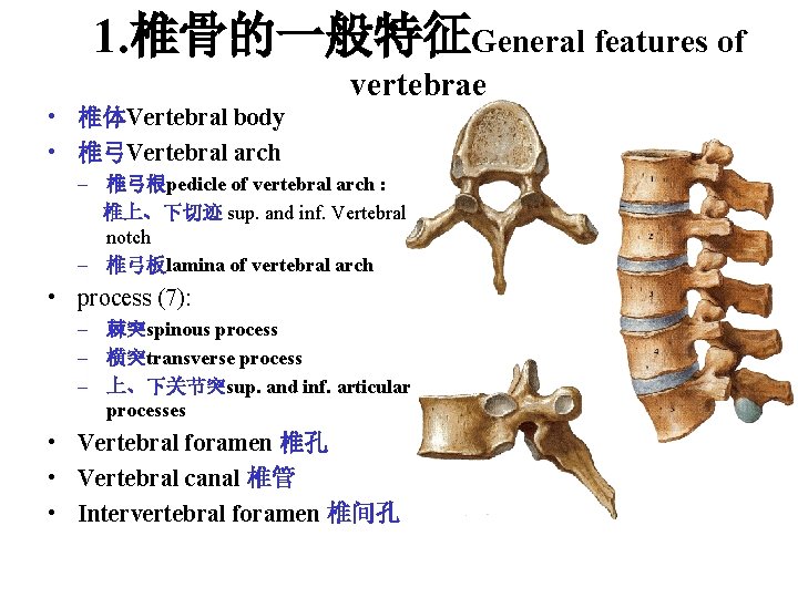 1. 椎骨的一般特征General features of vertebrae • 椎体Vertebral body • 椎弓Vertebral arch – 椎弓根pedicle of 1. 椎骨的一般特征General features of vertebrae • 椎体Vertebral body • 椎弓Vertebral arch – 椎弓根pedicle of
