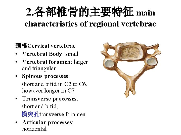 2. 各部椎骨的主要特征 main characteristics of regional vertebrae 颈椎Cervical vertebrae • Vertebral Body: small • 2. 各部椎骨的主要特征 main characteristics of regional vertebrae 颈椎Cervical vertebrae • Vertebral Body: small •