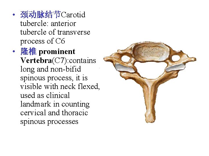 • 颈动脉结节Carotid tubercle: anterior tubercle of transverse process of C 6 • 隆椎 • 颈动脉结节Carotid tubercle: anterior tubercle of transverse process of C 6 • 隆椎