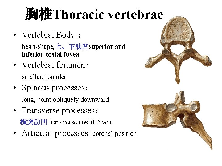 胸椎Thoracic vertebrae • Vertebral Body : heart-shape, 上、下肋凹superior and inferior costal fovea • Vertebral 胸椎Thoracic vertebrae • Vertebral Body : heart-shape, 上、下肋凹superior and inferior costal fovea • Vertebral