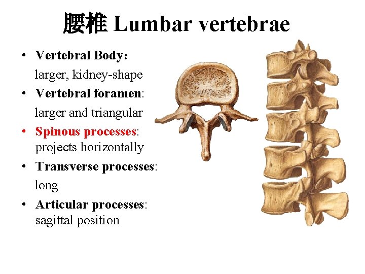 腰椎 Lumbar vertebrae • Vertebral Body: larger, kidney-shape • Vertebral foramen: larger and triangular 腰椎 Lumbar vertebrae • Vertebral Body: larger, kidney-shape • Vertebral foramen: larger and triangular