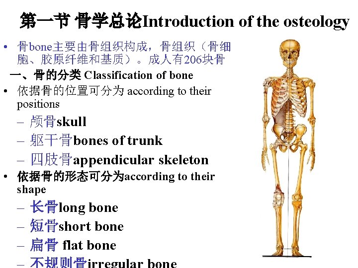 第一节 骨学总论Introduction of the osteology • 骨bone主要由骨组织构成,骨组织(骨细 胞、胶原纤维和基质)。成人有206块骨 一、骨的分类 Classification of bone • 依据骨的位置可分为 第一节 骨学总论Introduction of the osteology • 骨bone主要由骨组织构成,骨组织(骨细 胞、胶原纤维和基质)。成人有206块骨 一、骨的分类 Classification of bone • 依据骨的位置可分为