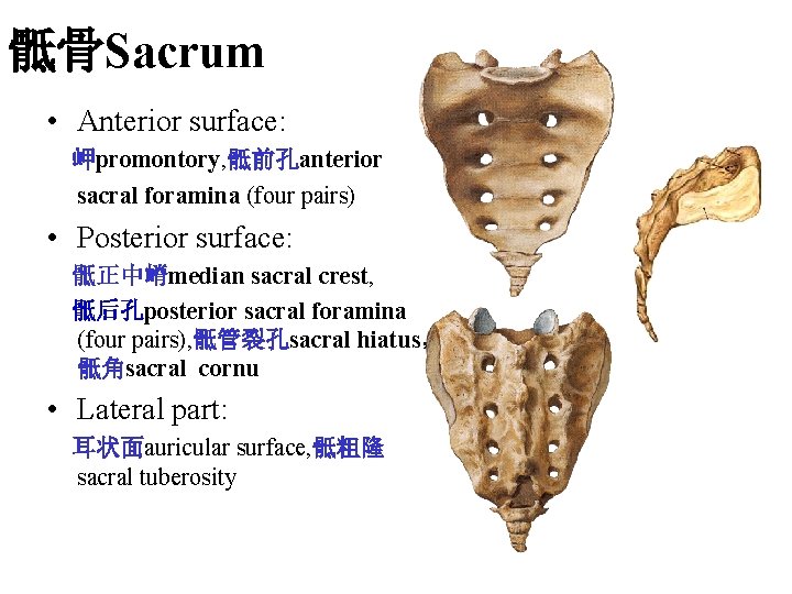 骶骨Sacrum • Anterior surface: 岬promontory, 骶前孔anterior sacral foramina (four pairs) • Posterior surface: 骶正中嵴median 骶骨Sacrum • Anterior surface: 岬promontory, 骶前孔anterior sacral foramina (four pairs) • Posterior surface: 骶正中嵴median