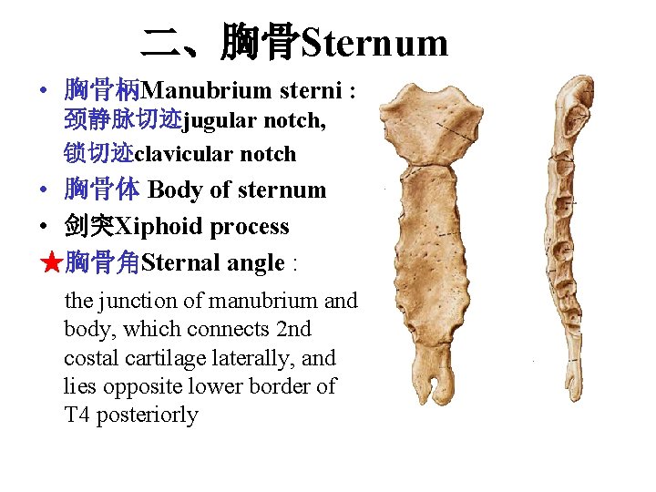 二、胸骨Sternum • 胸骨柄Manubrium sterni : 颈静脉切迹jugular notch, 锁切迹clavicular notch • 胸骨体 Body of sternum 二、胸骨Sternum • 胸骨柄Manubrium sterni : 颈静脉切迹jugular notch, 锁切迹clavicular notch • 胸骨体 Body of sternum