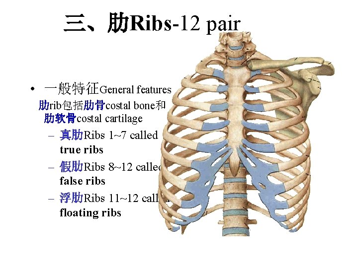 三、肋Ribs-12 pair • 一般特征General features 肋rib包括肋骨costal bone和 肋软骨costal cartilage – 真肋Ribs 1~7 called true 三、肋Ribs-12 pair • 一般特征General features 肋rib包括肋骨costal bone和 肋软骨costal cartilage – 真肋Ribs 1~7 called true