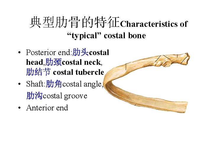 典型肋骨的特征Characteristics of “typical” costal bone • Posterior end: 肋头costal head, 肋颈costal neck, 肋结节 costal 典型肋骨的特征Characteristics of “typical” costal bone • Posterior end: 肋头costal head, 肋颈costal neck, 肋结节 costal