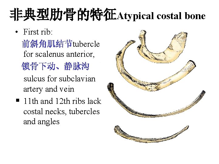 非典型肋骨的特征Atypical costal bone • First rib: 前斜角肌结节tubercle for scalenus anterior, 锁骨下动、静脉沟 sulcus for subclavian 非典型肋骨的特征Atypical costal bone • First rib: 前斜角肌结节tubercle for scalenus anterior, 锁骨下动、静脉沟 sulcus for subclavian
