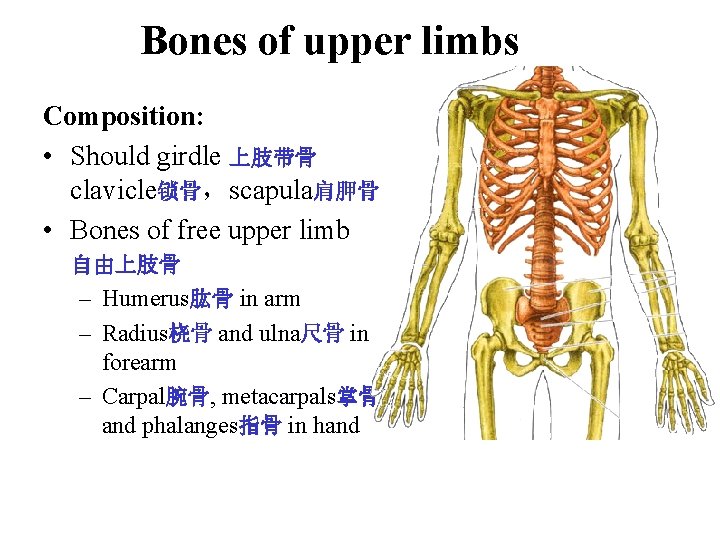 Bones of upper limbs Composition: • Should girdle 上肢带骨 clavicle锁骨,scapula肩胛骨 • Bones of free Bones of upper limbs Composition: • Should girdle 上肢带骨 clavicle锁骨,scapula肩胛骨 • Bones of free