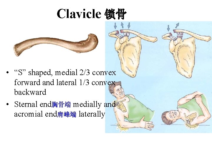Clavicle 锁骨 • “S” shaped, medial 2/3 convex forward and lateral 1/3 convex backward Clavicle 锁骨 • “S” shaped, medial 2/3 convex forward and lateral 1/3 convex backward