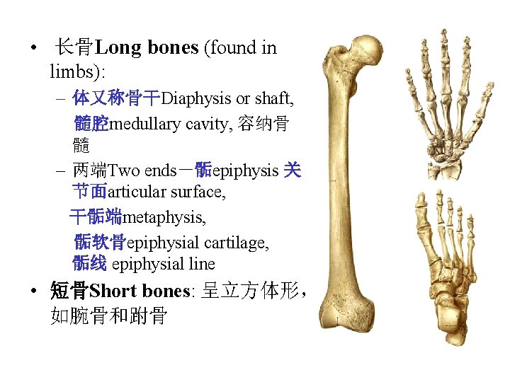 • 长骨Long bones (found in limbs): – 体又称骨干Diaphysis or shaft, 髓腔medullary cavity, 容纳骨 • 长骨Long bones (found in limbs): – 体又称骨干Diaphysis or shaft, 髓腔medullary cavity, 容纳骨
