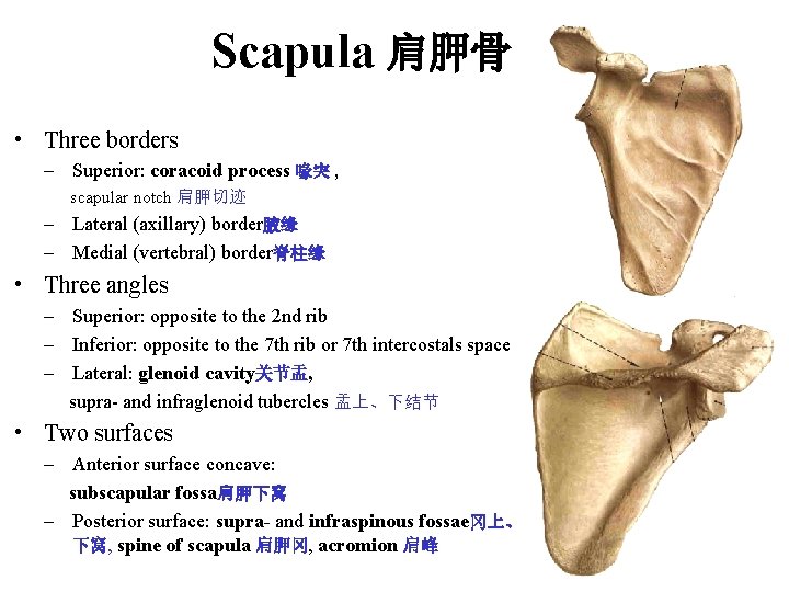 Scapula 肩胛骨 • Three borders – Superior: coracoid process 喙突 , scapular notch 肩胛切迹 Scapula 肩胛骨 • Three borders – Superior: coracoid process 喙突 , scapular notch 肩胛切迹