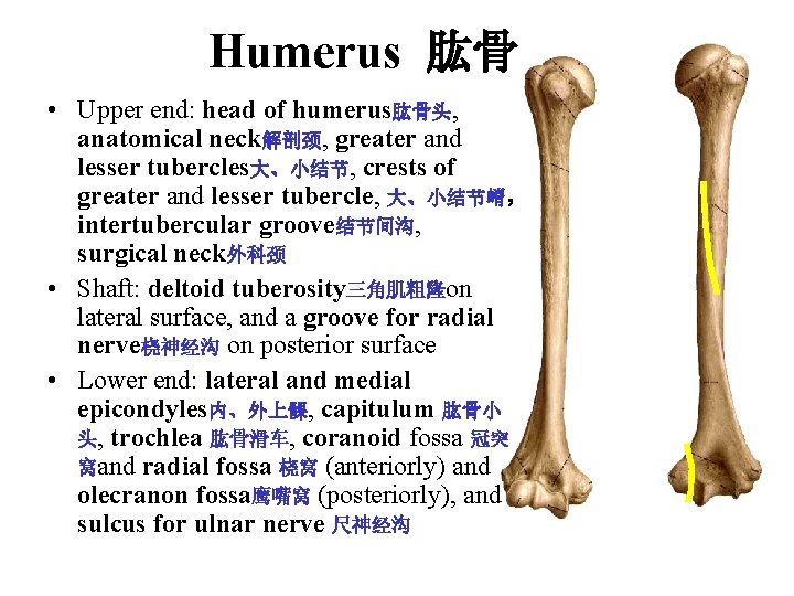 Humerus 肱骨 • Upper end: head of humerus肱骨头, anatomical neck解剖颈, greater and lesser tubercles大、小结节, Humerus 肱骨 • Upper end: head of humerus肱骨头, anatomical neck解剖颈, greater and lesser tubercles大、小结节,
