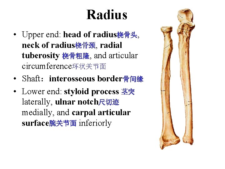Radius • Upper end: head of radius桡骨头, neck of radius桡骨颈, radial tuberosity 桡骨粗隆, and Radius • Upper end: head of radius桡骨头, neck of radius桡骨颈, radial tuberosity 桡骨粗隆, and