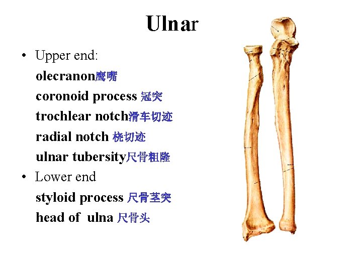 Ulnar • Upper end: olecranon鹰嘴 coronoid process 冠突 trochlear notch滑车切迹 radial notch 桡切迹 ulnar Ulnar • Upper end: olecranon鹰嘴 coronoid process 冠突 trochlear notch滑车切迹 radial notch 桡切迹 ulnar