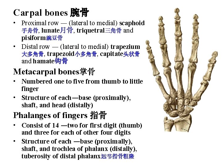 Carpal bones 腕骨 • Proximal row ― (lateral to medial) scaphoid 手舟骨, lunate月骨, triquetral三角骨 Carpal bones 腕骨 • Proximal row ― (lateral to medial) scaphoid 手舟骨, lunate月骨, triquetral三角骨