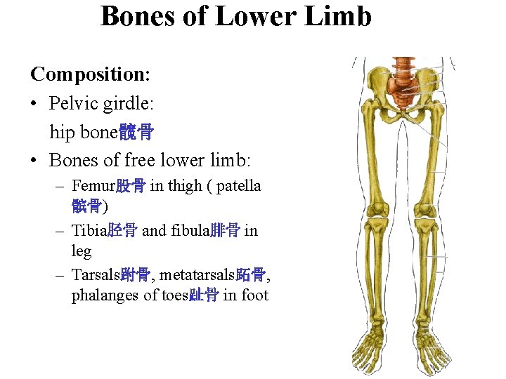 Bones of Lower Limb Composition: • Pelvic girdle: hip bone髋骨 • Bones of free Bones of Lower Limb Composition: • Pelvic girdle: hip bone髋骨 • Bones of free