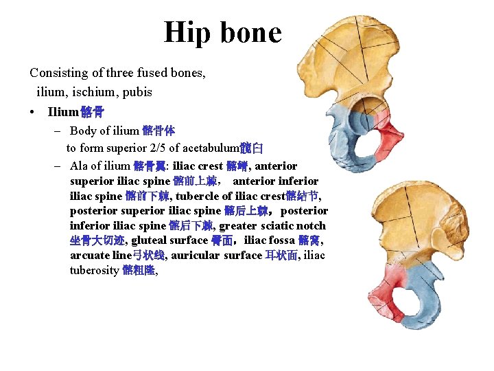Hip bone Consisting of three fused bones, ilium, ischium, pubis • Ilium髂骨 – Body Hip bone Consisting of three fused bones, ilium, ischium, pubis • Ilium髂骨 – Body