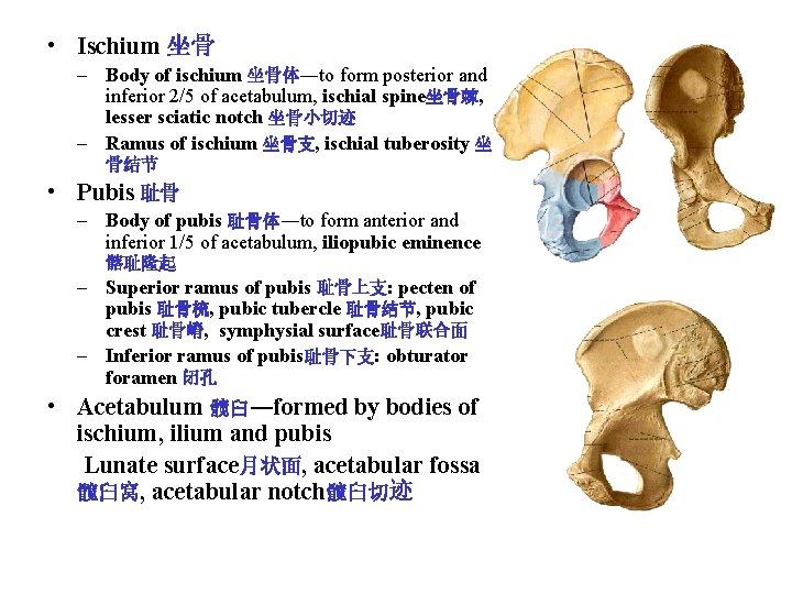 • Ischium 坐骨 – Body of ischium 坐骨体―to form posterior and inferior 2/5 • Ischium 坐骨 – Body of ischium 坐骨体―to form posterior and inferior 2/5