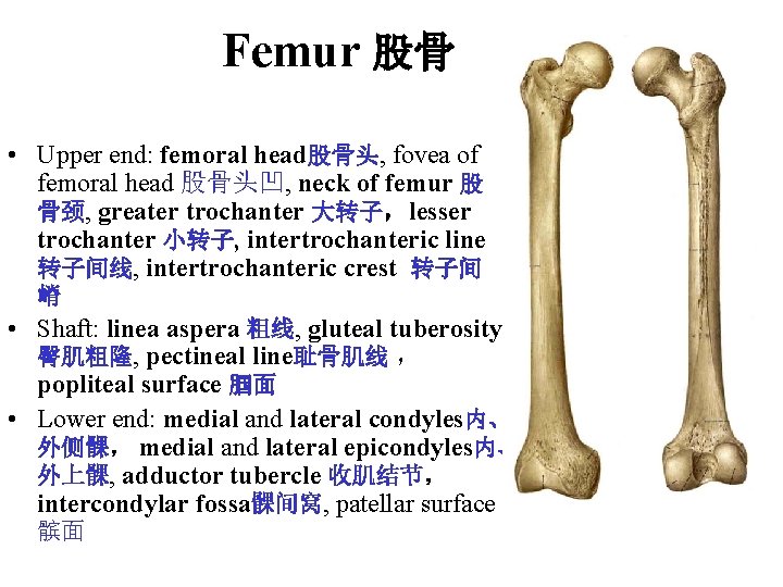 Femur 股骨 • Upper end: femoral head股骨头, fovea of femoral head 股骨头凹, neck of Femur 股骨 • Upper end: femoral head股骨头, fovea of femoral head 股骨头凹, neck of