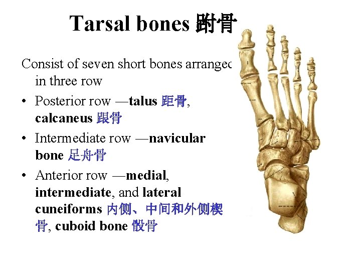 Tarsal bones 跗骨 Consist of seven short bones arranged in three row • Posterior Tarsal bones 跗骨 Consist of seven short bones arranged in three row • Posterior