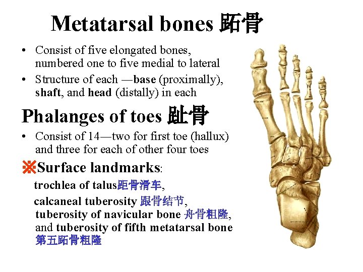 Metatarsal bones 跖骨 • Consist of five elongated bones, numbered one to five medial Metatarsal bones 跖骨 • Consist of five elongated bones, numbered one to five medial