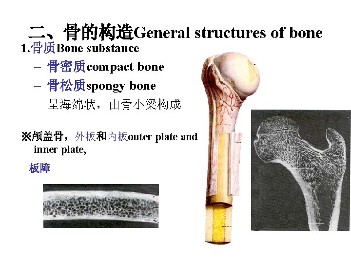 二、骨的构造General structures of bone 1. 骨质Bone substance – 骨密质compact bone – 骨松质spongy bone 呈海绵状,由骨小梁构成 二、骨的构造General structures of bone 1. 骨质Bone substance – 骨密质compact bone – 骨松质spongy bone 呈海绵状,由骨小梁构成