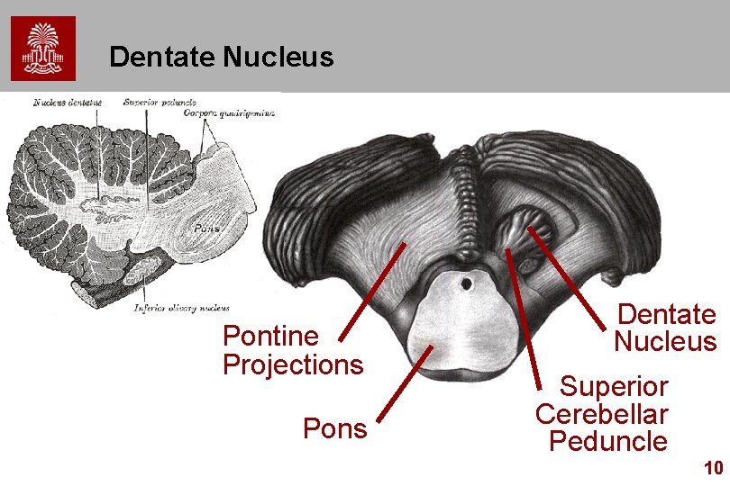 Dentate Nucleus Pontine Projections Pons Dentate Nucleus Superior Cerebellar Peduncle 10 
