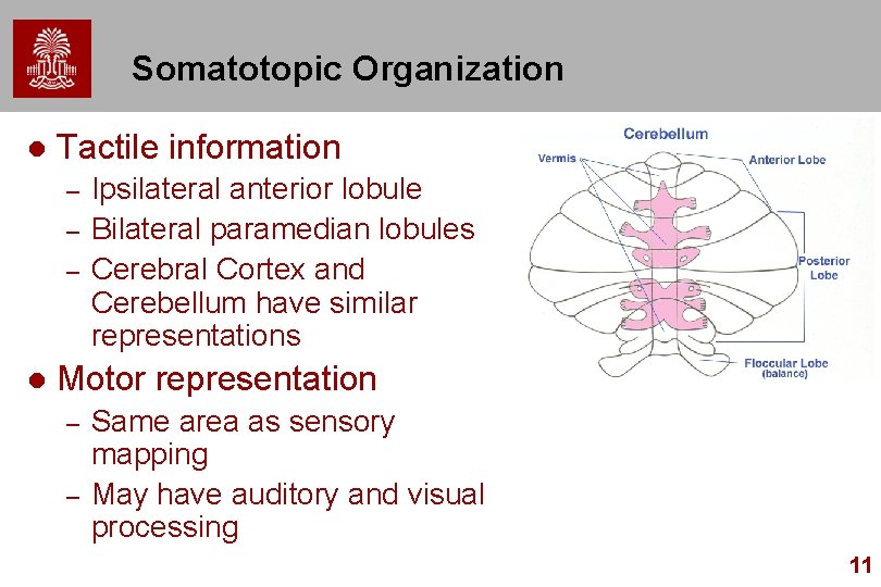 Somatotopic Organization l Tactile information – – – l Ipsilateral anterior lobule Bilateral paramedian