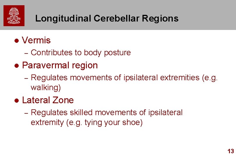 Longitudinal Cerebellar Regions l Vermis – l Paravermal region – l Contributes to body